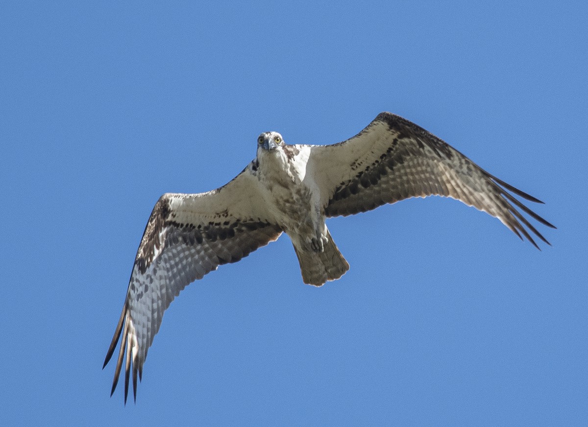 Águila Pescadora - ML620200521