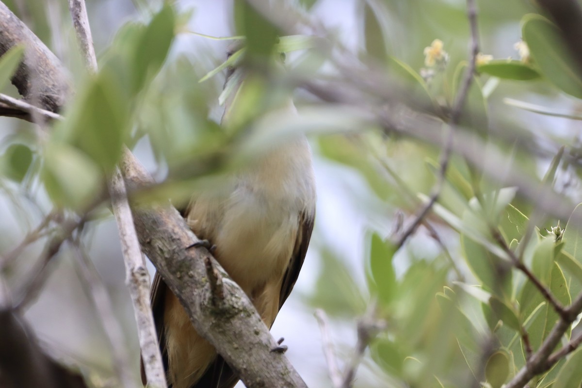 Mangrove Cuckoo - ML620200522
