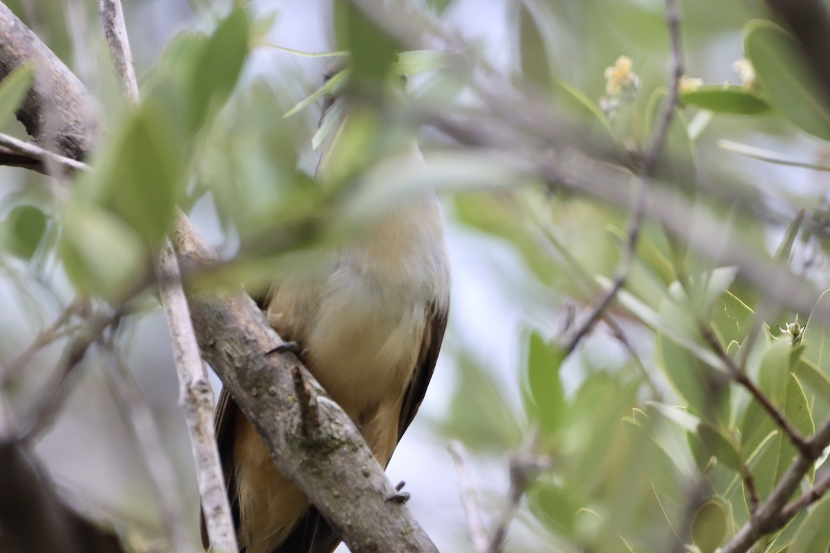 Mangrovekuckuck - ML620200522