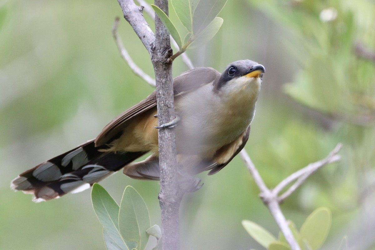 Mangrove Cuckoo - ML620200523