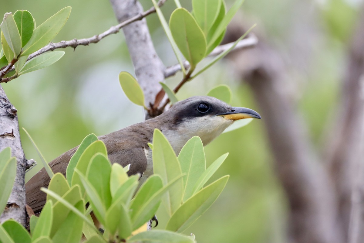 Mangrove Cuckoo - ML620200524