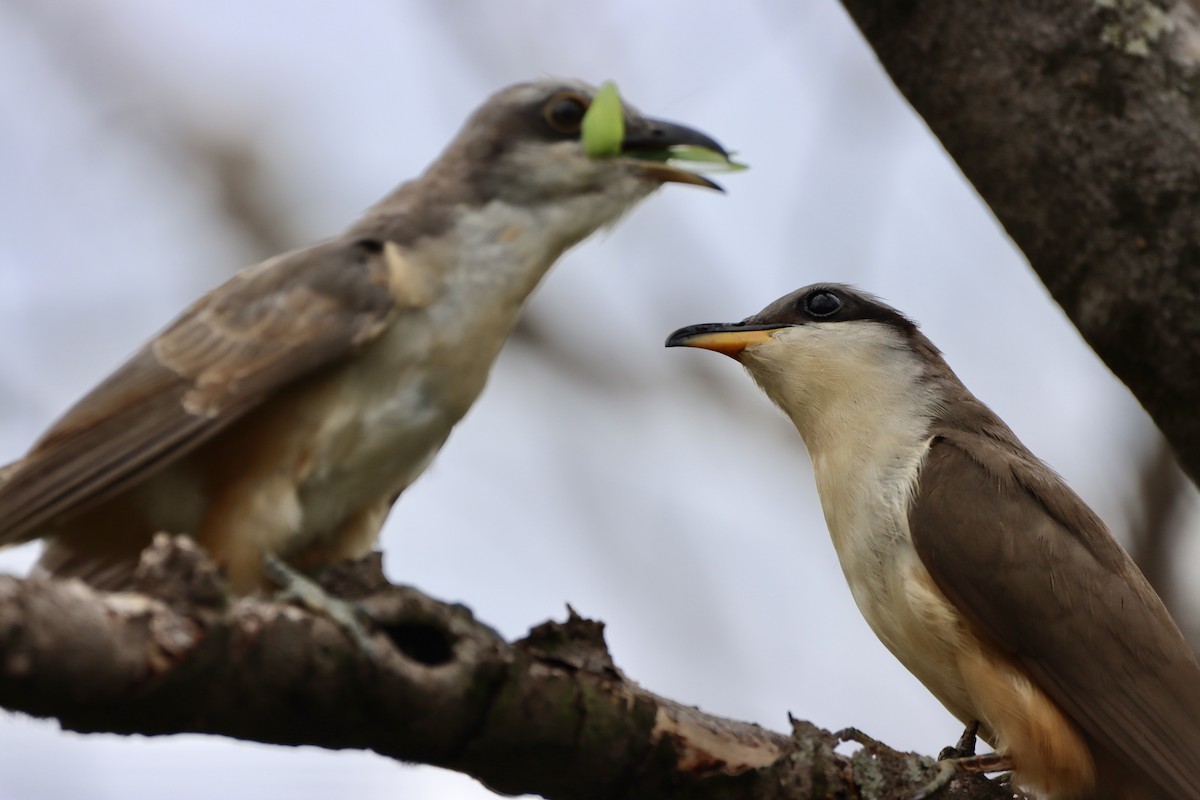 Mangrove Cuckoo - ML620200525