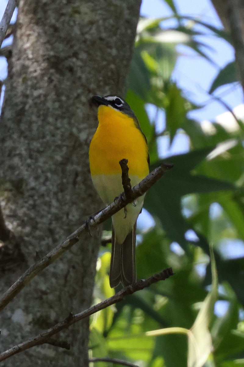 Yellow-breasted Chat - ML620200527