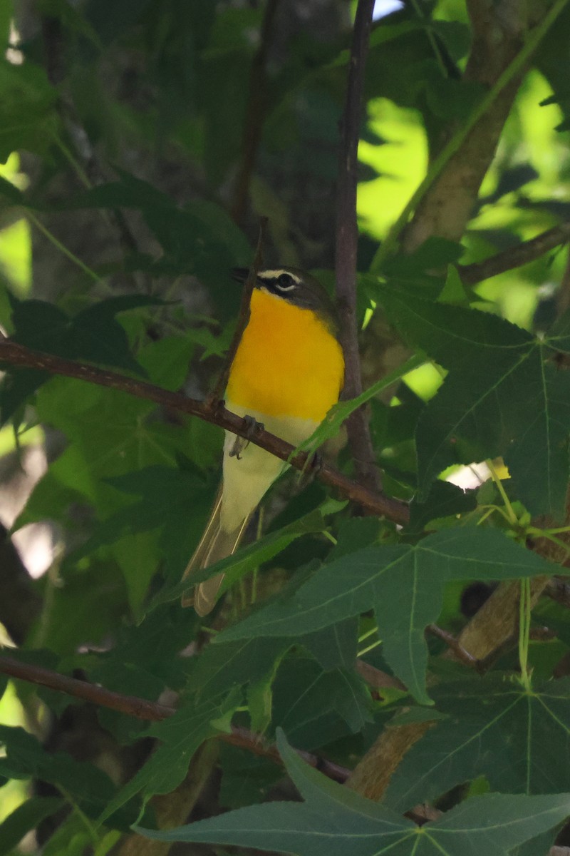 Yellow-breasted Chat - ML620200528