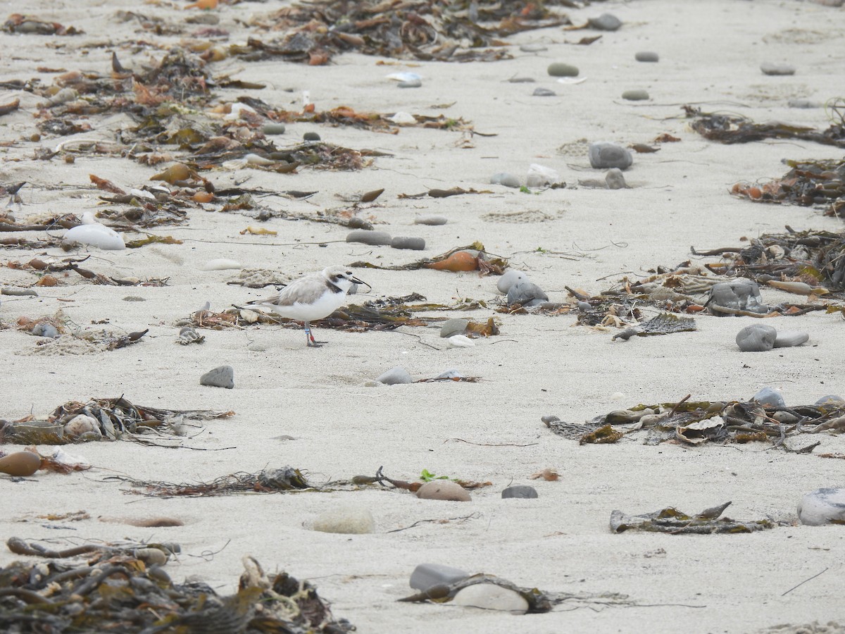 Snowy Plover - ML620200529