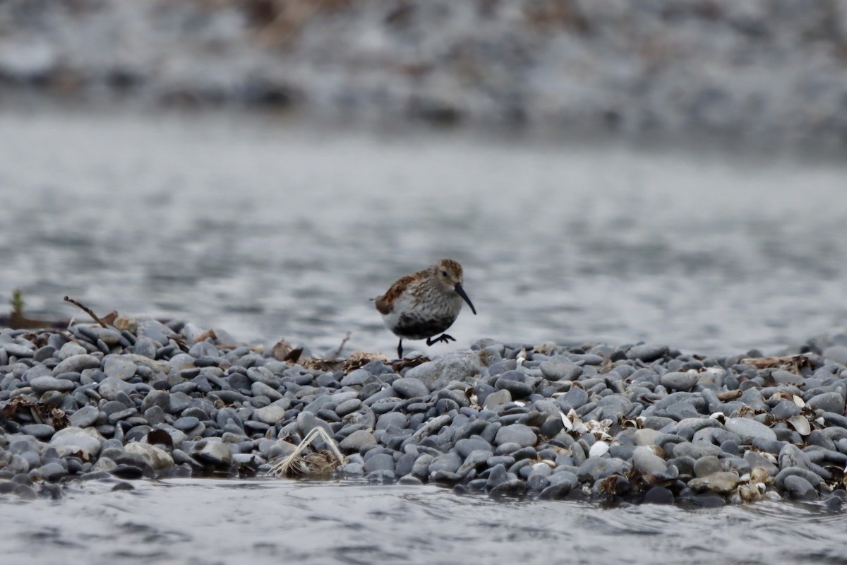 Dunlin - ML620200531