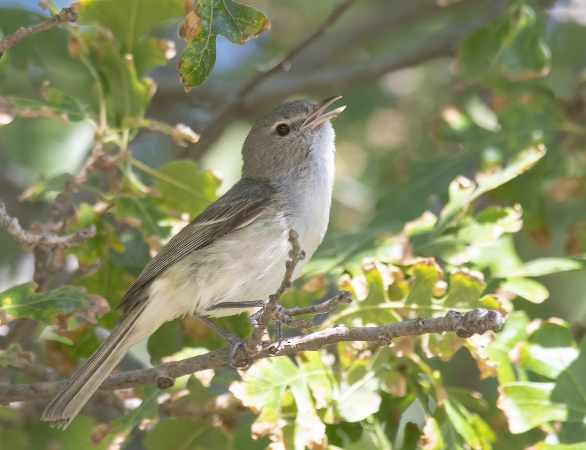 Bell's Vireo - ML620200532