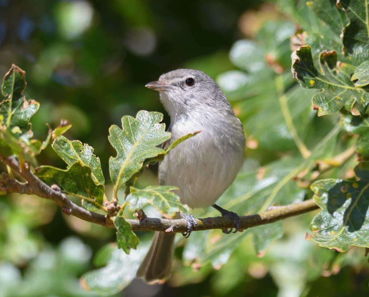 Bell's Vireo - ML620200533