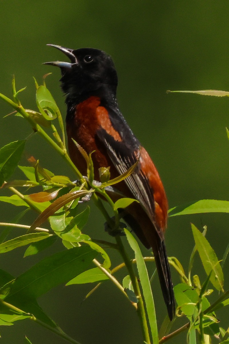 Orchard Oriole - ML620200534