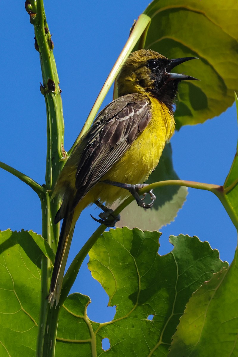 Orchard Oriole - ML620200535