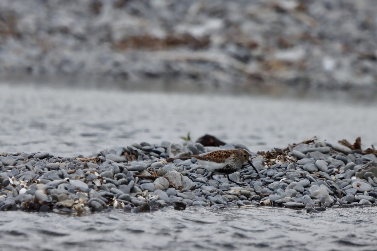 Dunlin - ML620200536