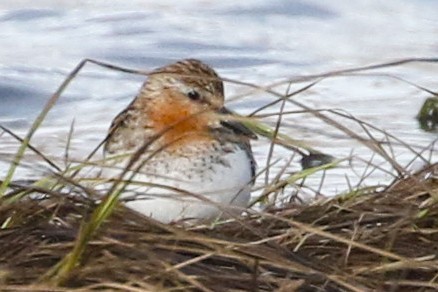 Rotkehl-Strandläufer - ML620200543