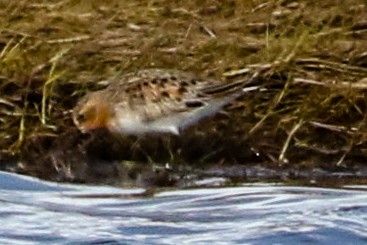 Red-necked Stint - ML620200544