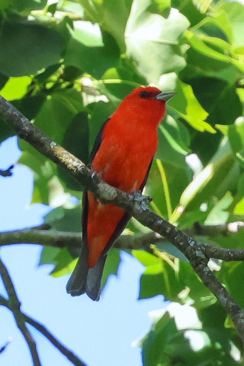 Scarlet Tanager - ML620200546