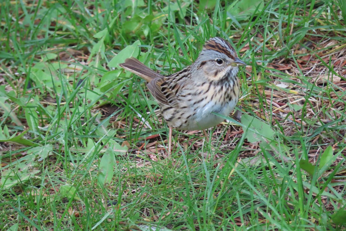 Lincoln's Sparrow - ML620200548