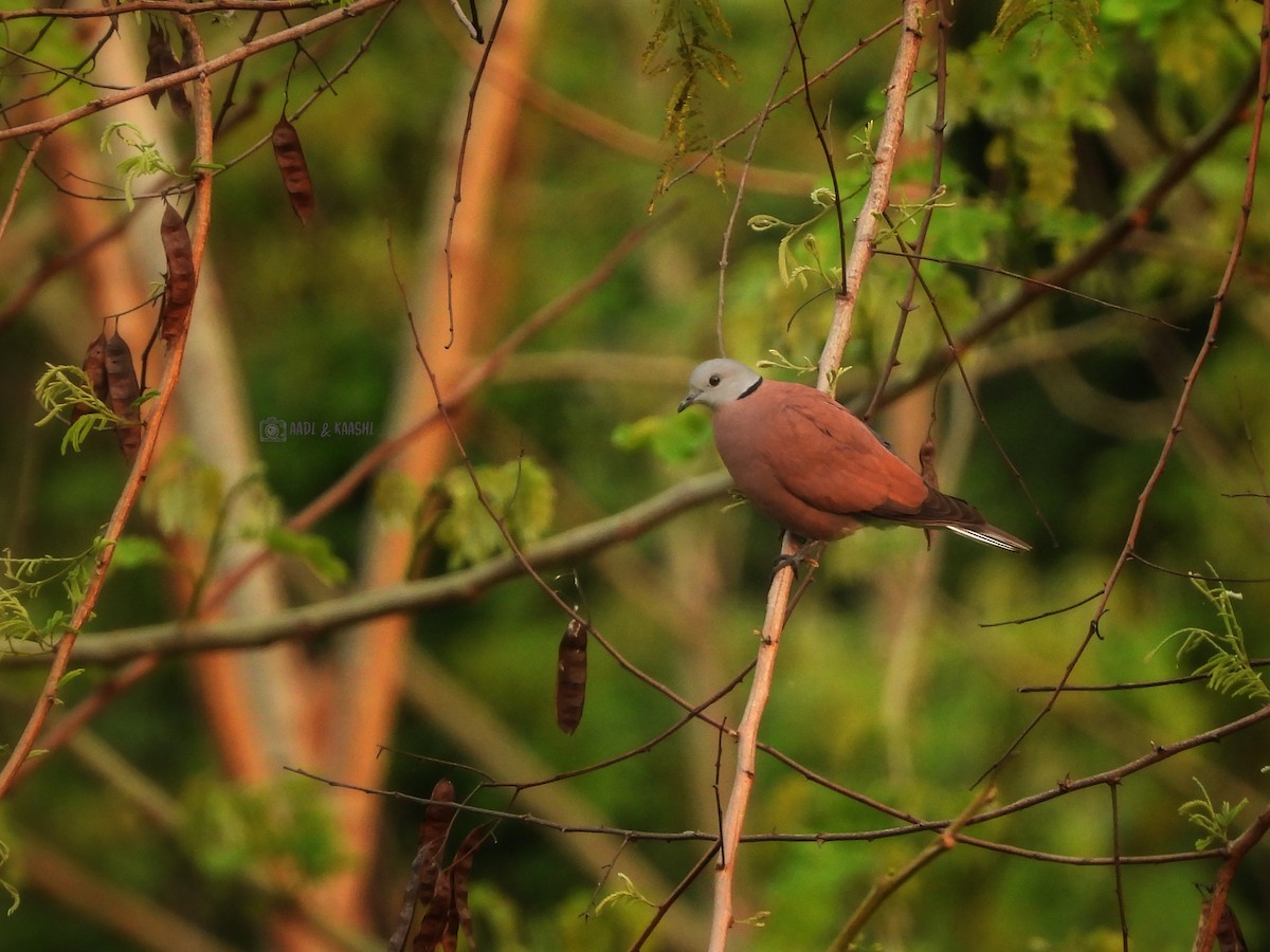 Red Collared-Dove - ML620200555