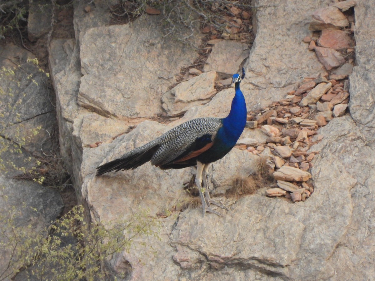 Indian Peafowl - ML620200556