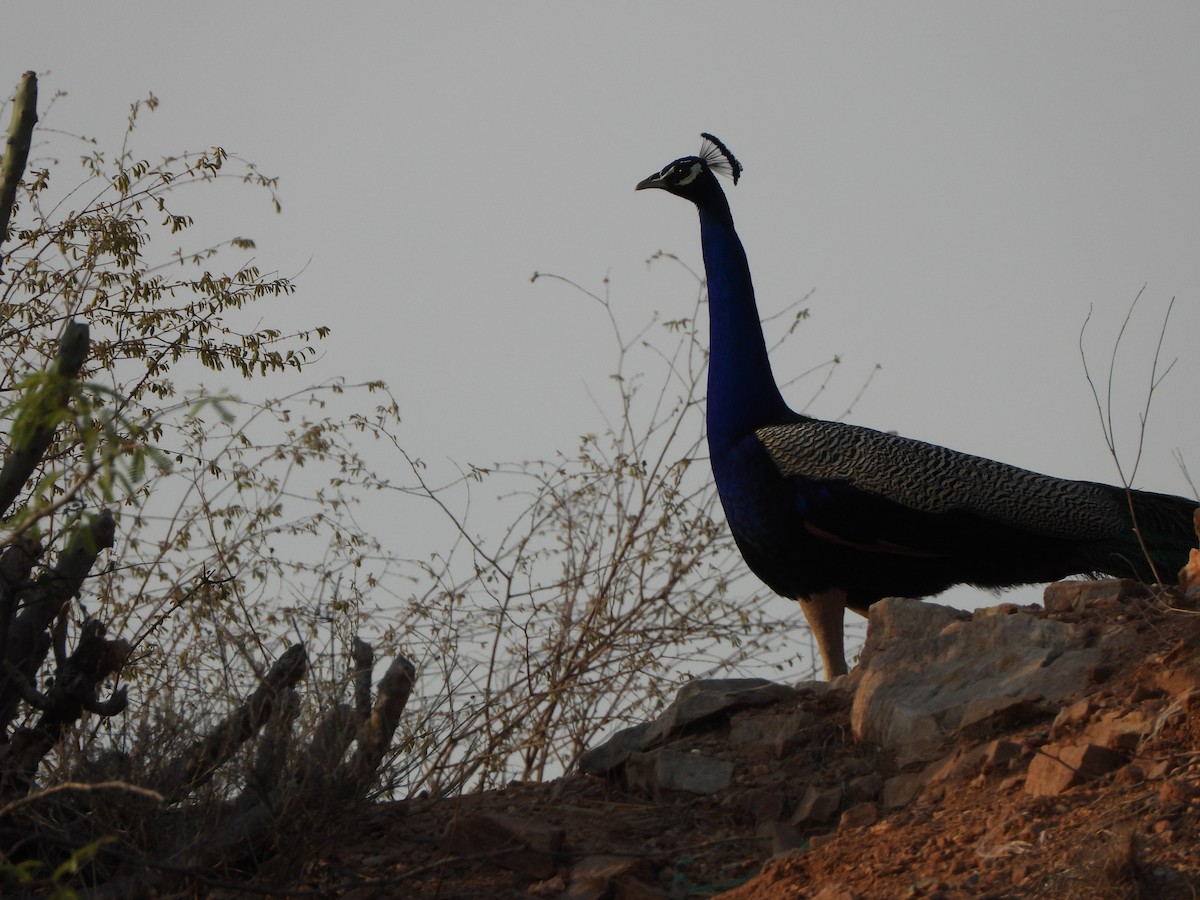 Indian Peafowl - ML620200557