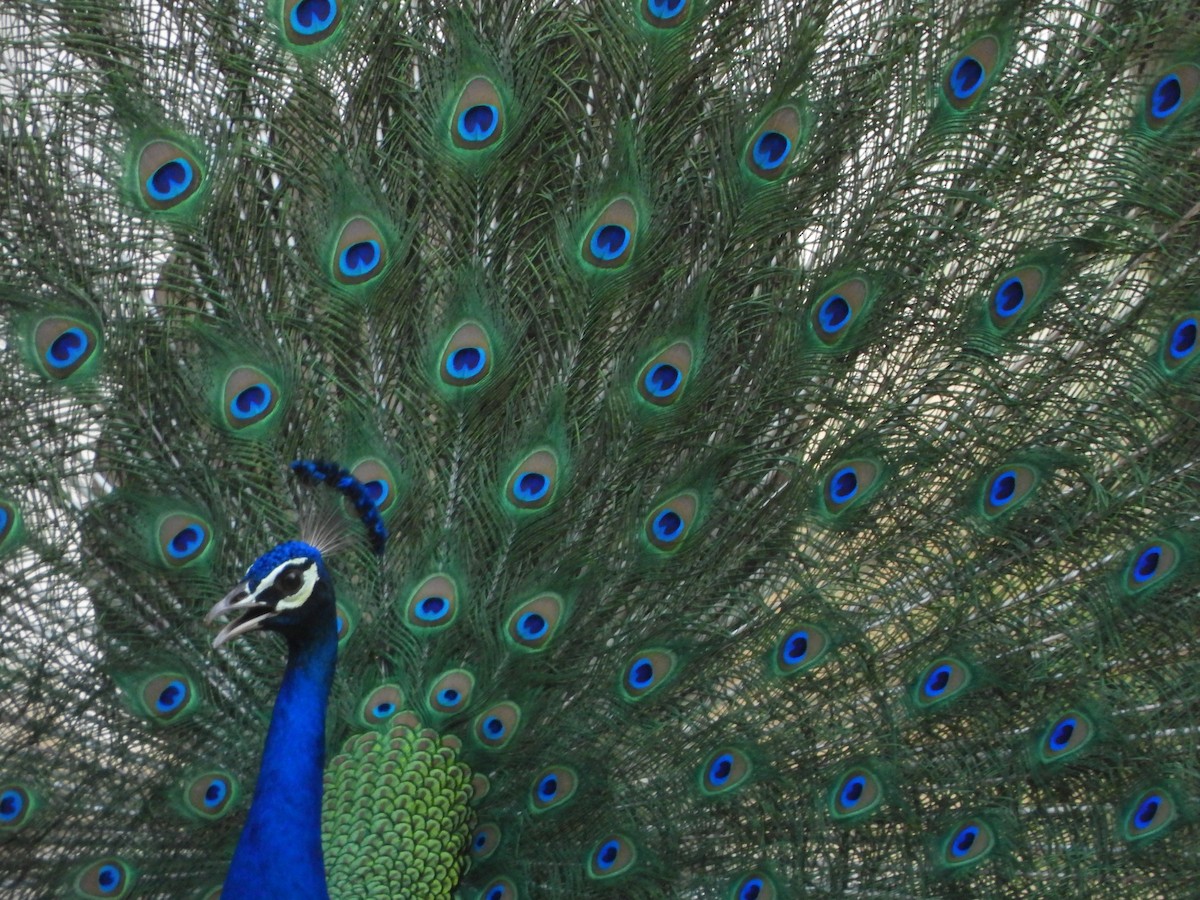 Indian Peafowl - ML620200558