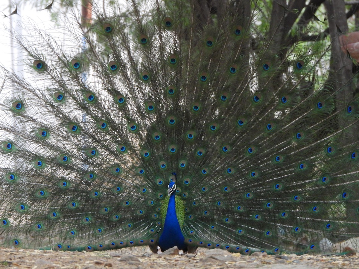 Indian Peafowl - ML620200559