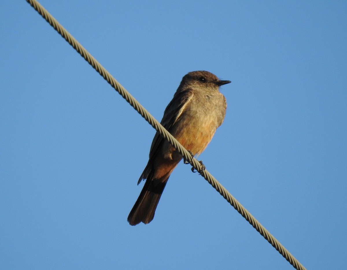 Say's Phoebe - ML620200560