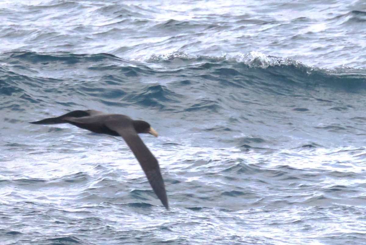 Northern Giant-Petrel - ML620200562