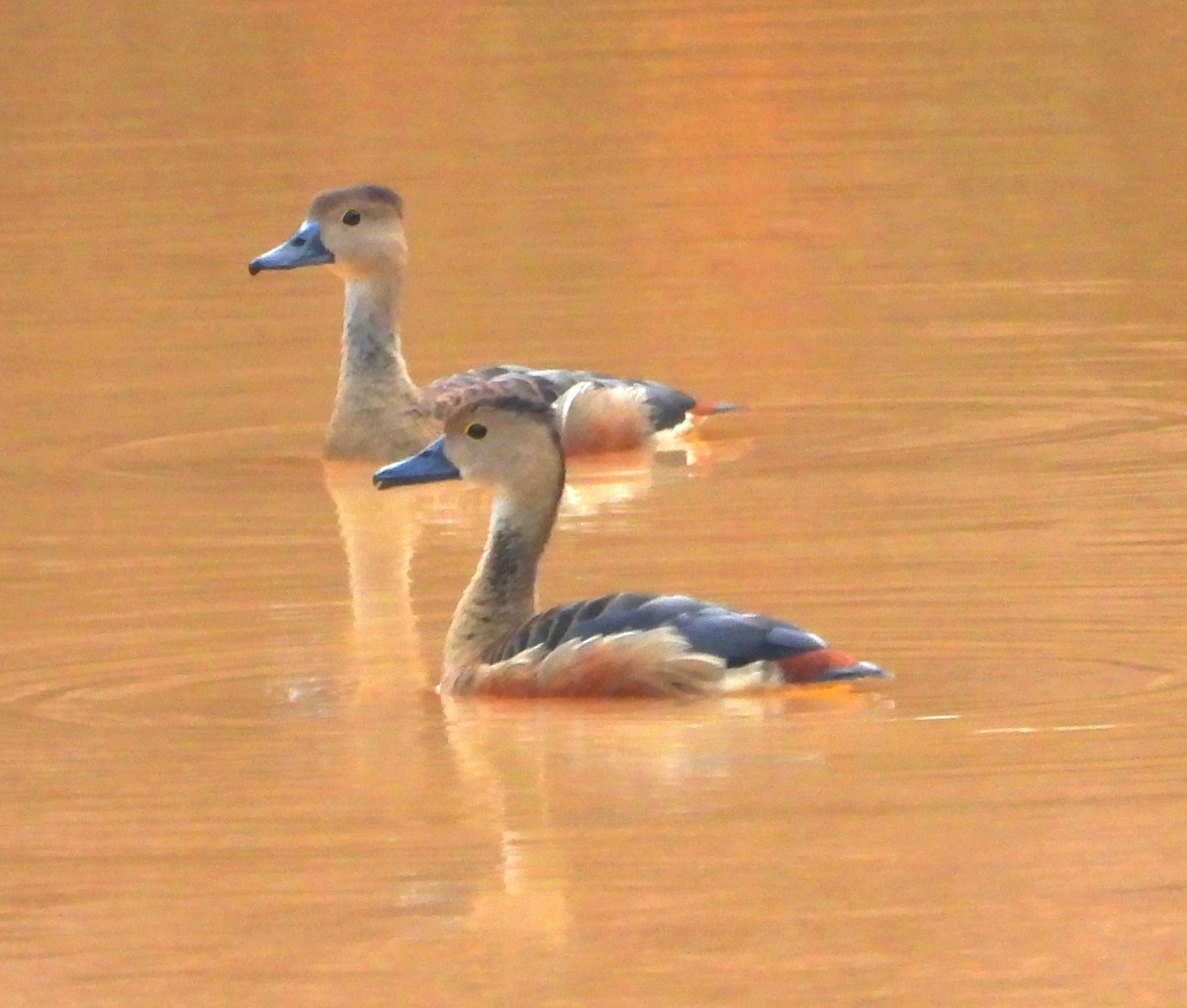 Lesser Whistling-Duck - ML620200563