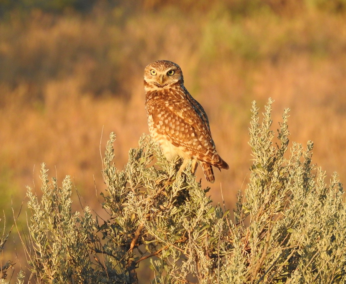 Burrowing Owl - ML620200569