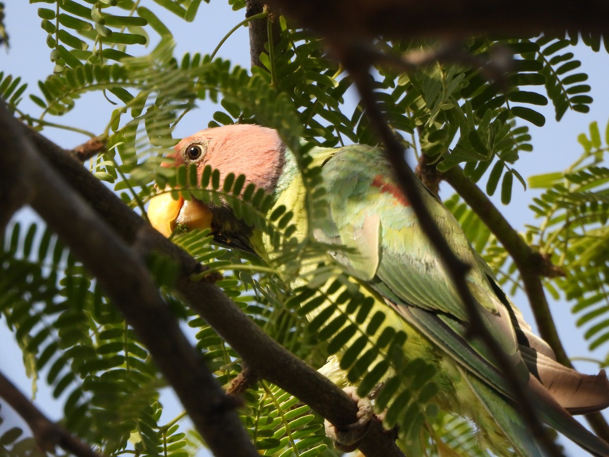 Plum-headed Parakeet - Rounak choudhary