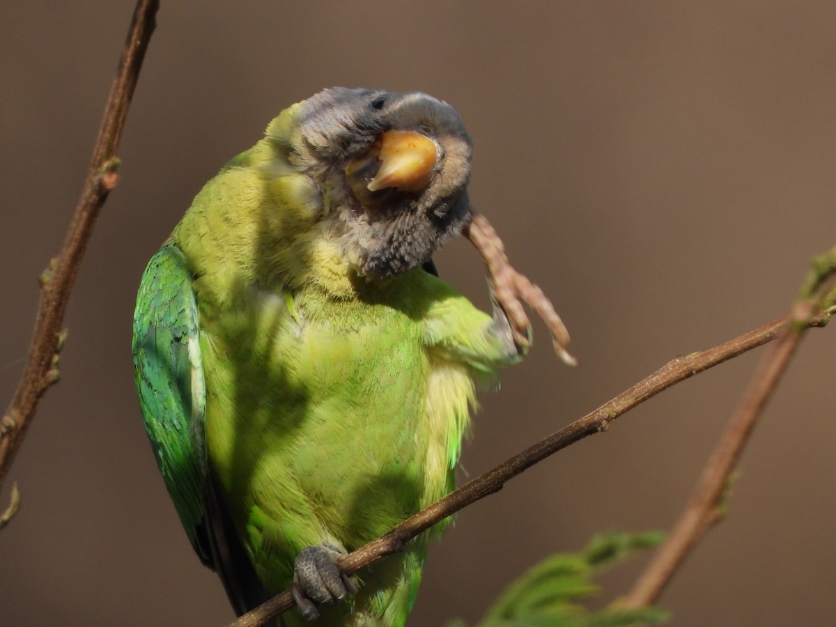 Plum-headed Parakeet - ML620200576