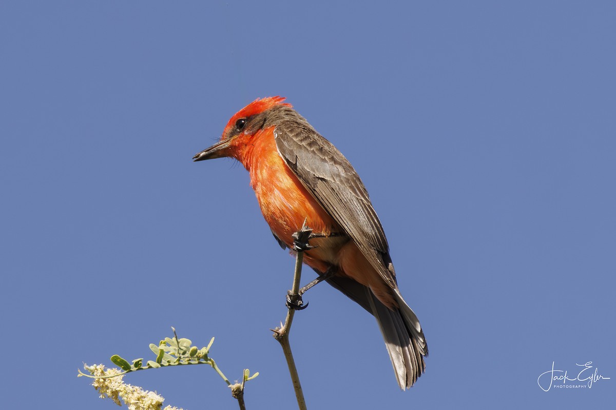 Vermilion Flycatcher - ML620200581