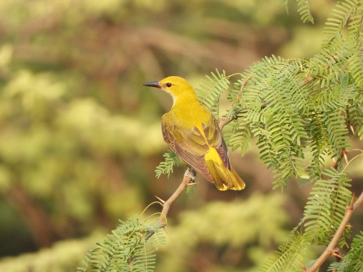 Indian Golden Oriole - ML620200584