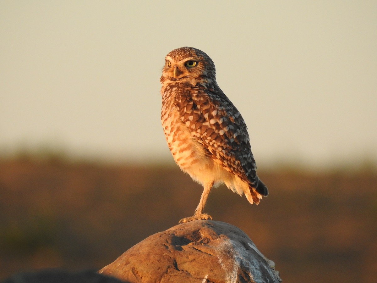 Burrowing Owl - ML620200586