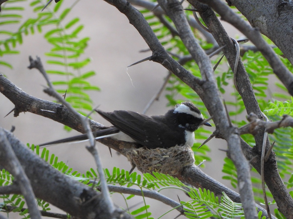 White-browed Fantail - ML620200587