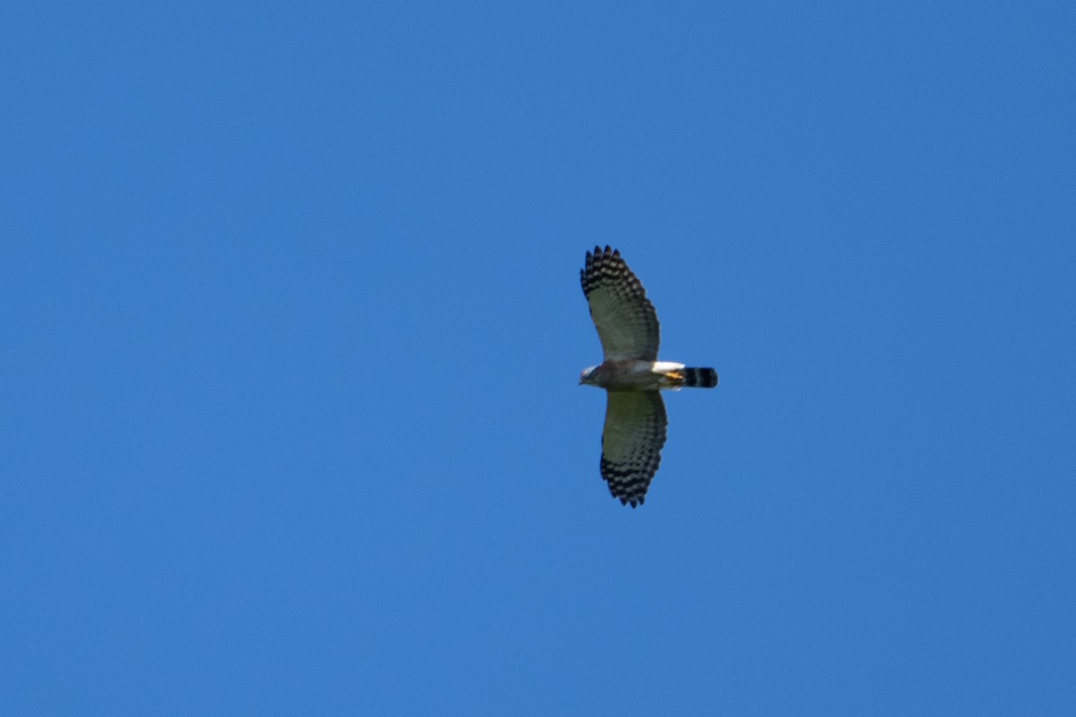 Double-toothed Kite - ML620200590