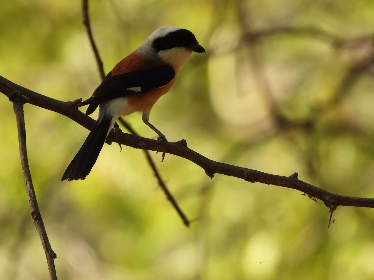 Bay-backed Shrike - ML620200594