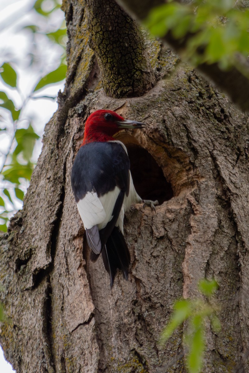Red-headed Woodpecker - Katerina Holan