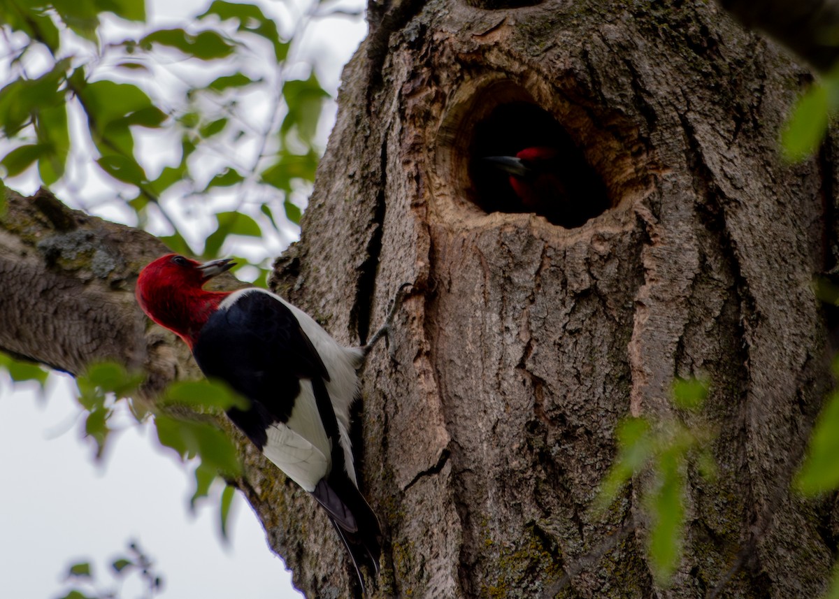 Red-headed Woodpecker - ML620200596