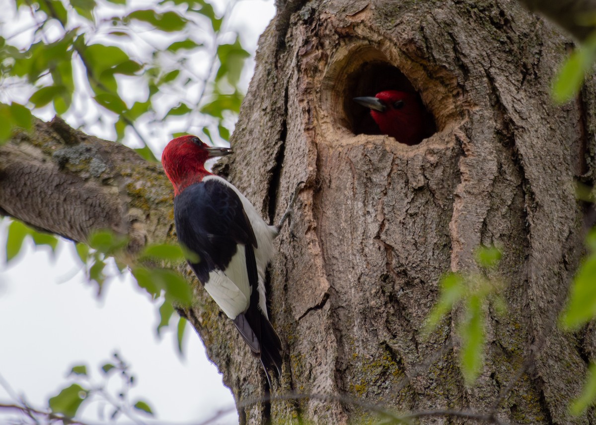 Red-headed Woodpecker - ML620200597