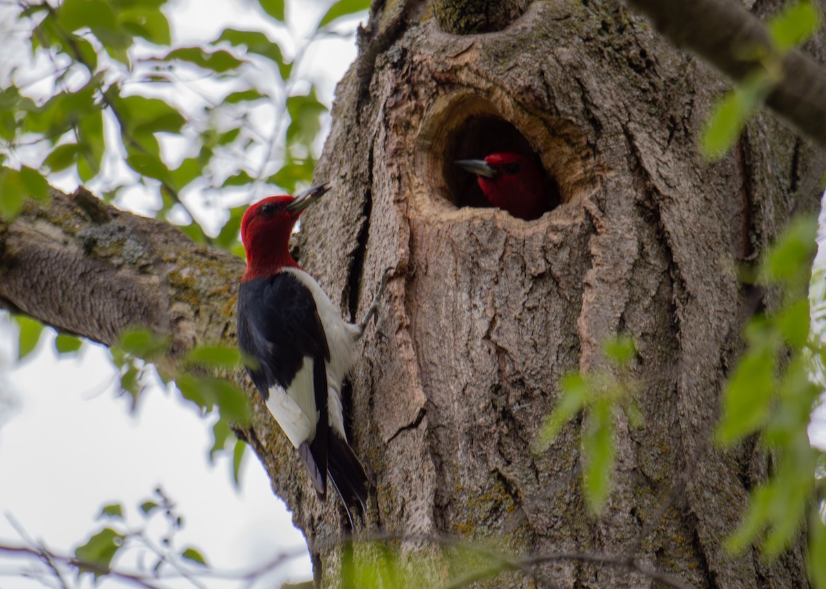 Red-headed Woodpecker - ML620200598