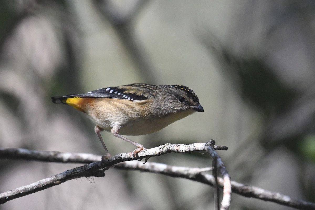 Spotted Pardalote - ML620200604