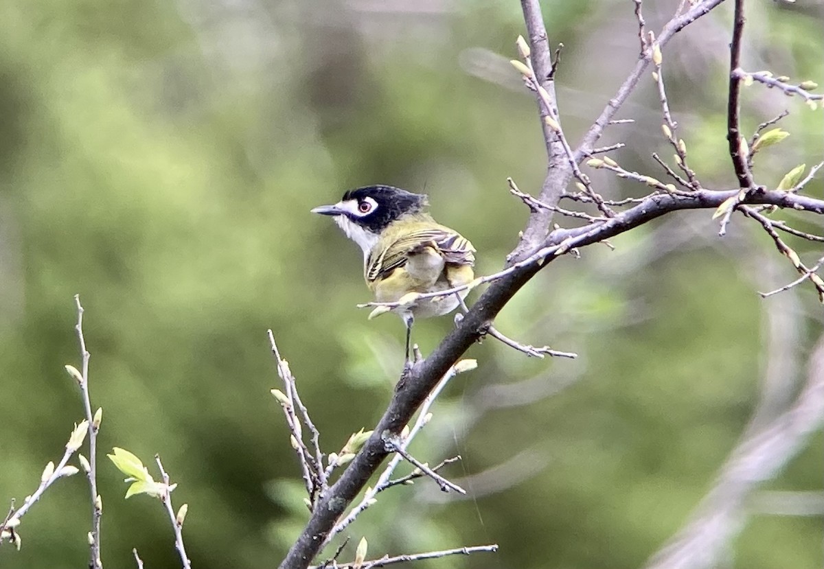 Black-capped Vireo - ML620200605