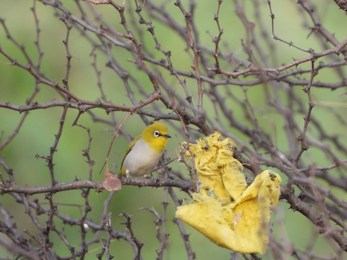 Indian White-eye - ML620200606