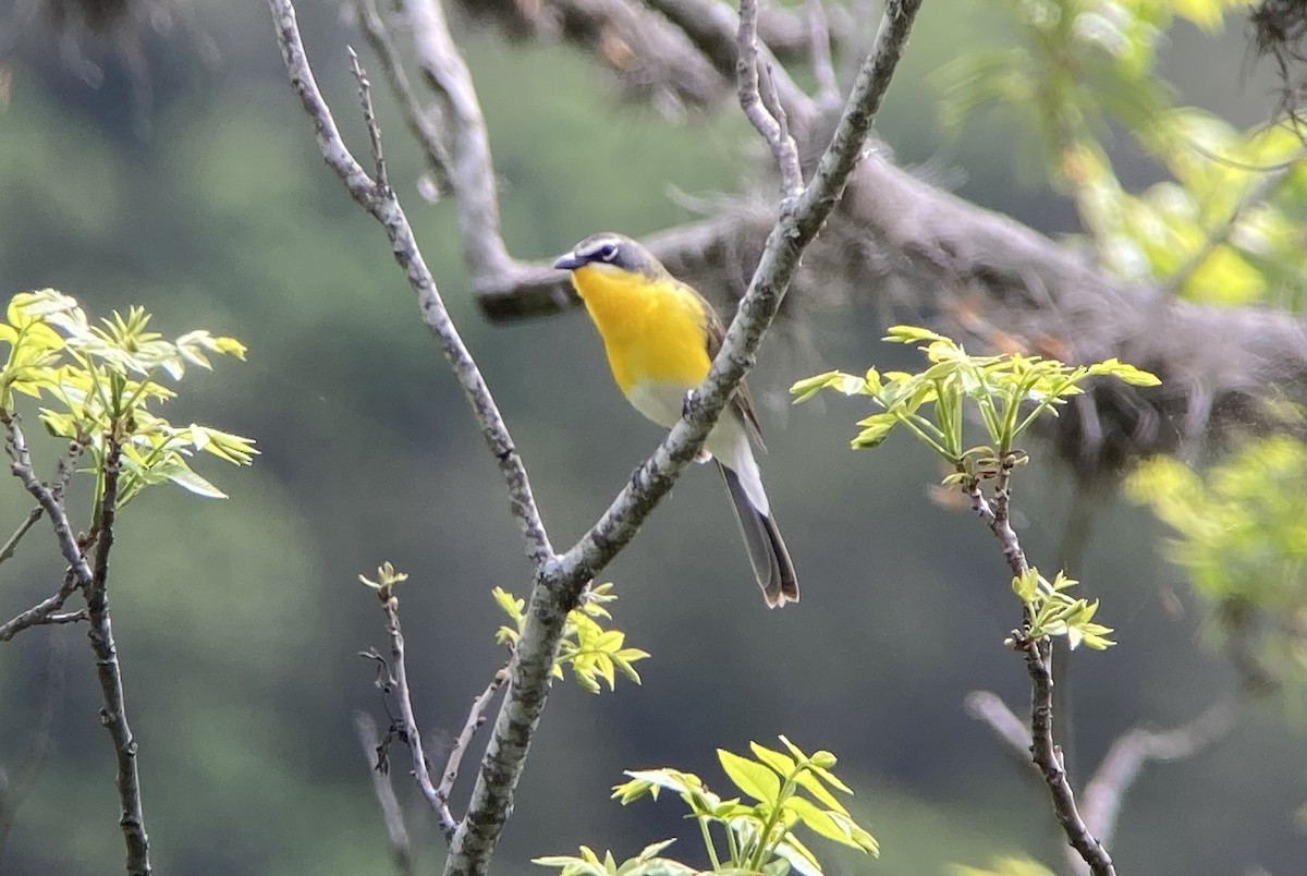 Yellow-breasted Chat - ML620200614