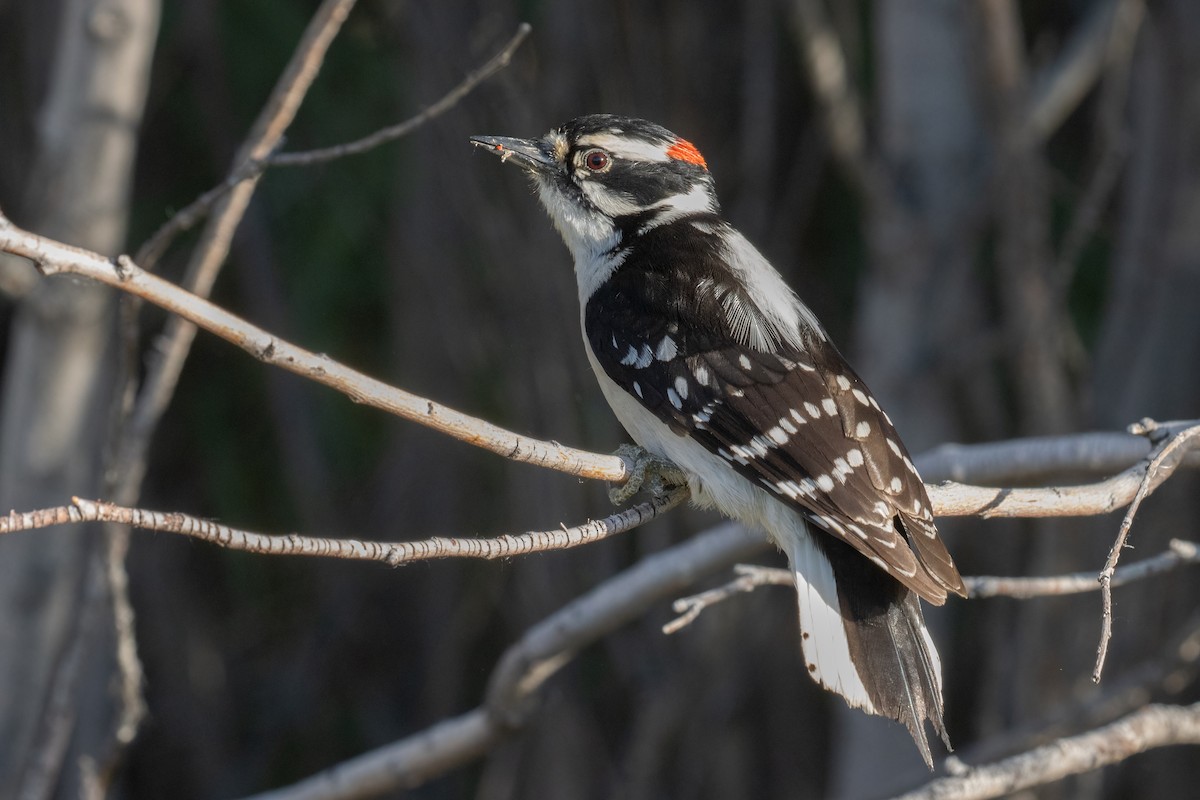 Downy Woodpecker - ML620200615