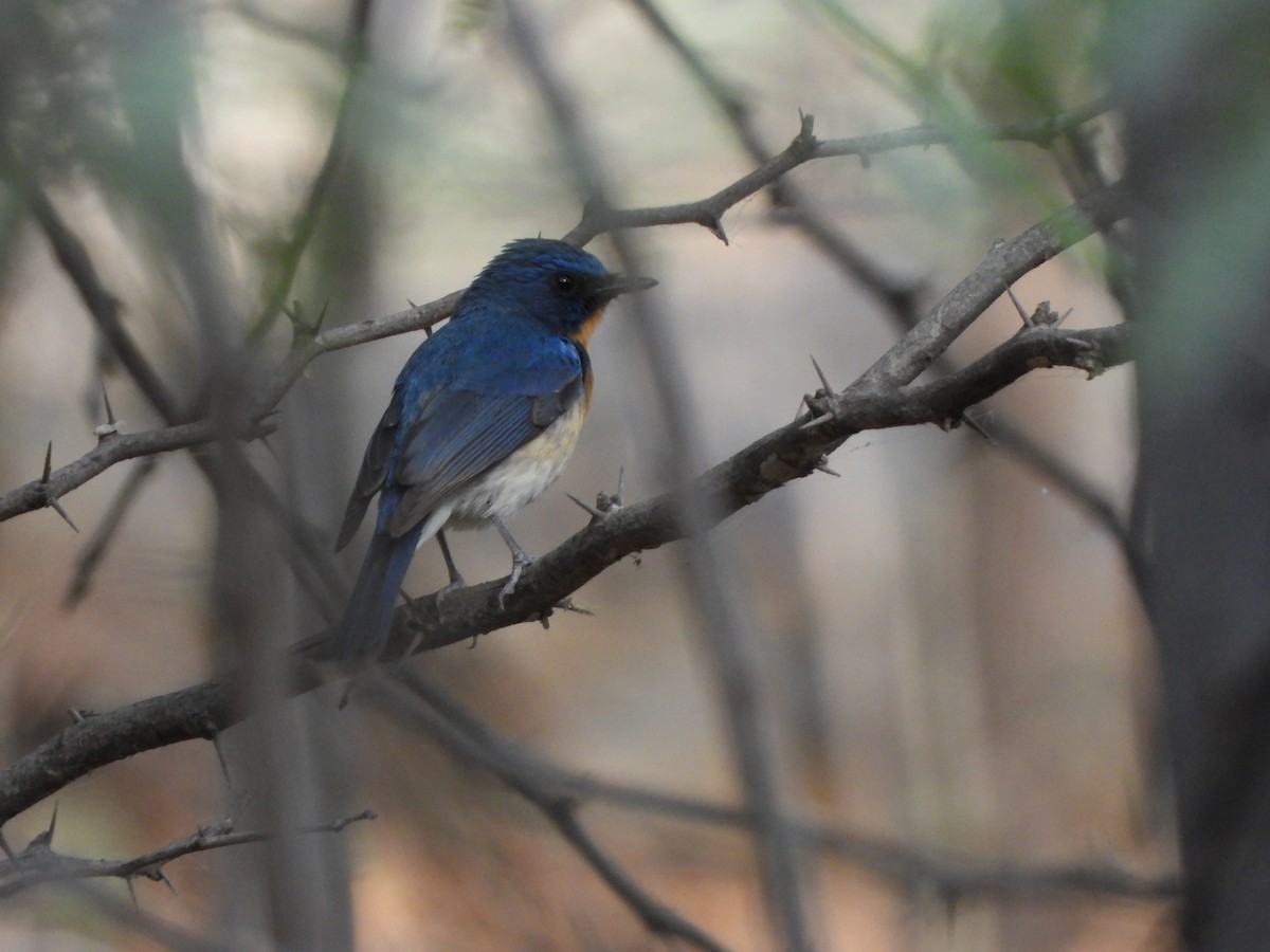 Tickell's Blue Flycatcher - ML620200617