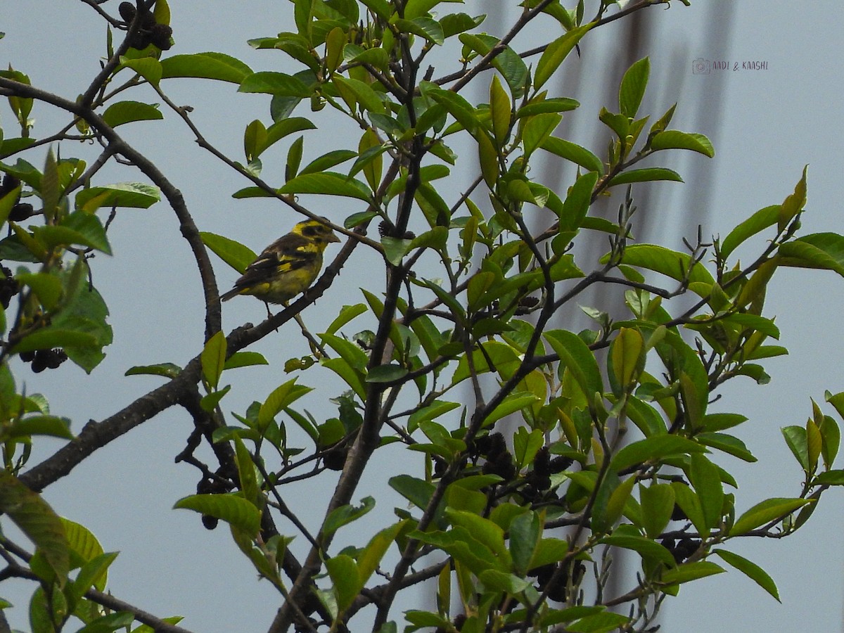 Yellow-breasted Greenfinch - ML620200618