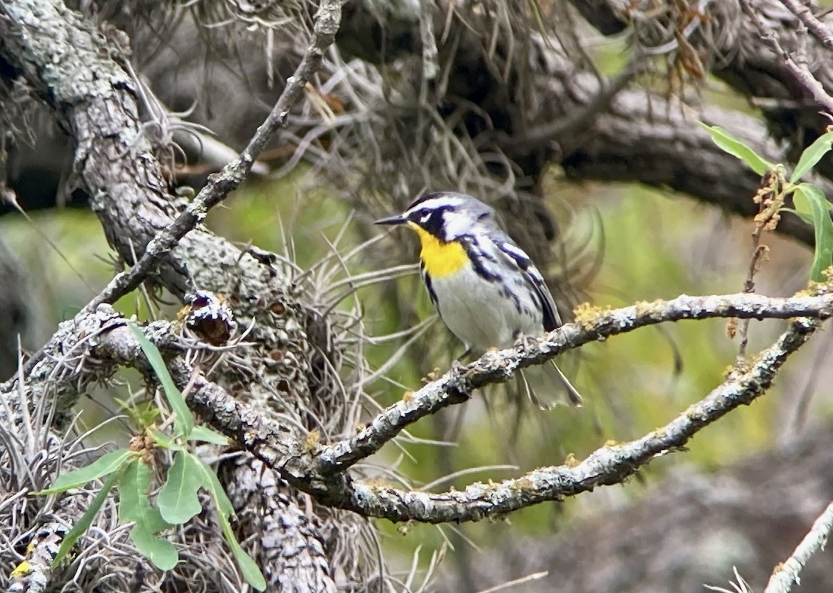 Yellow-throated Warbler (albilora) - ML620200622