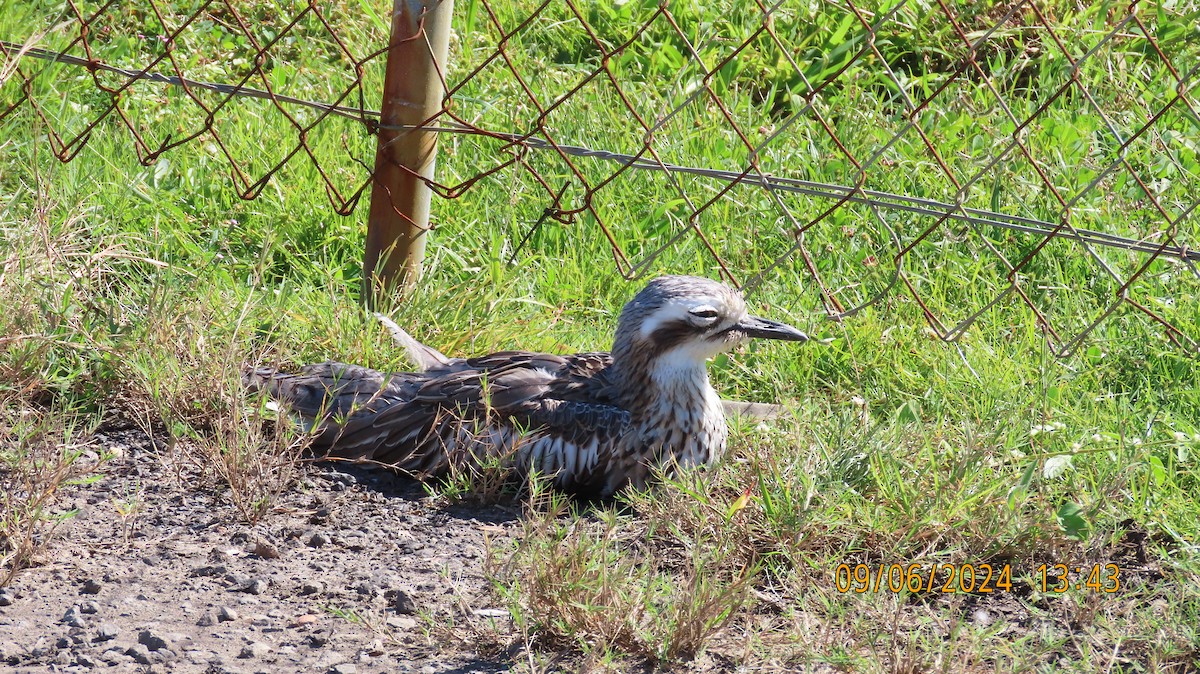 Bush Thick-knee - ML620200624