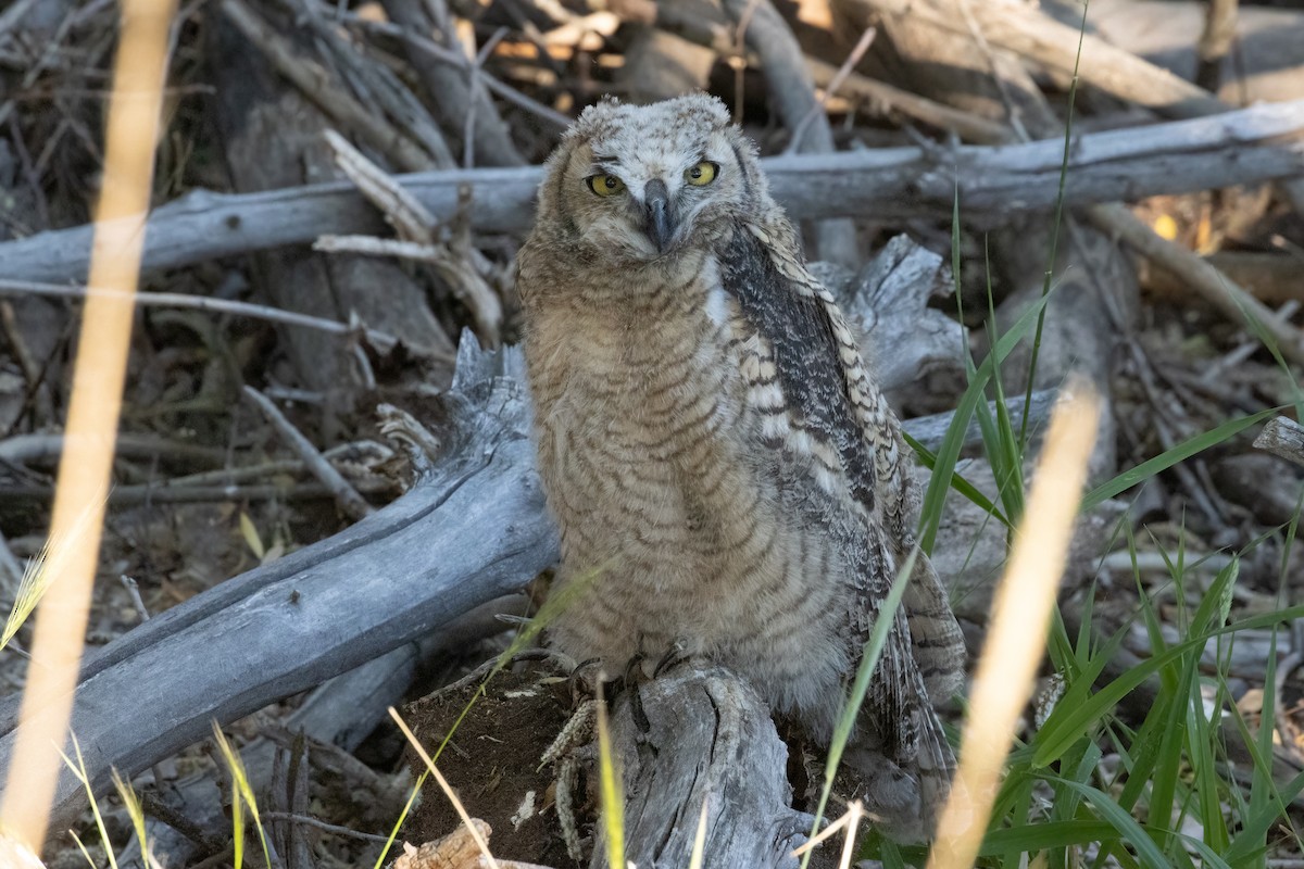 Great Horned Owl - ML620200625